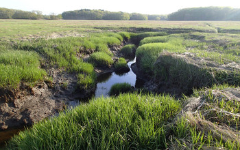 The Plum Island marsh expanse in summer at low tide.